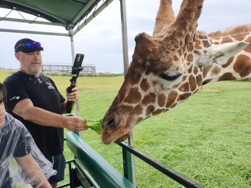 Feeding Tuffy the giraffe